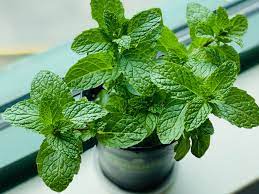 Piel de Seda : Menta