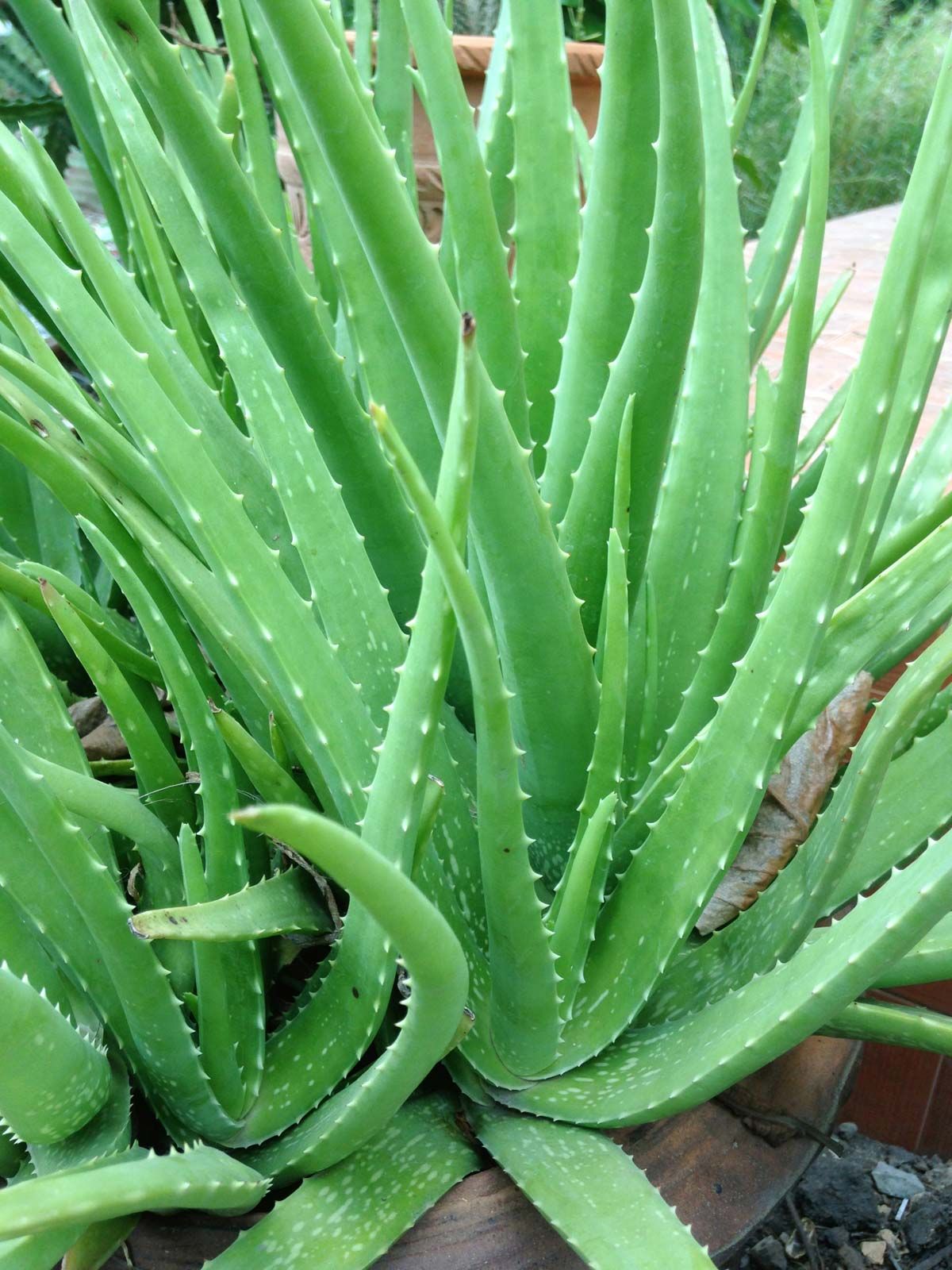 Piel de Seda : Aloe Vera