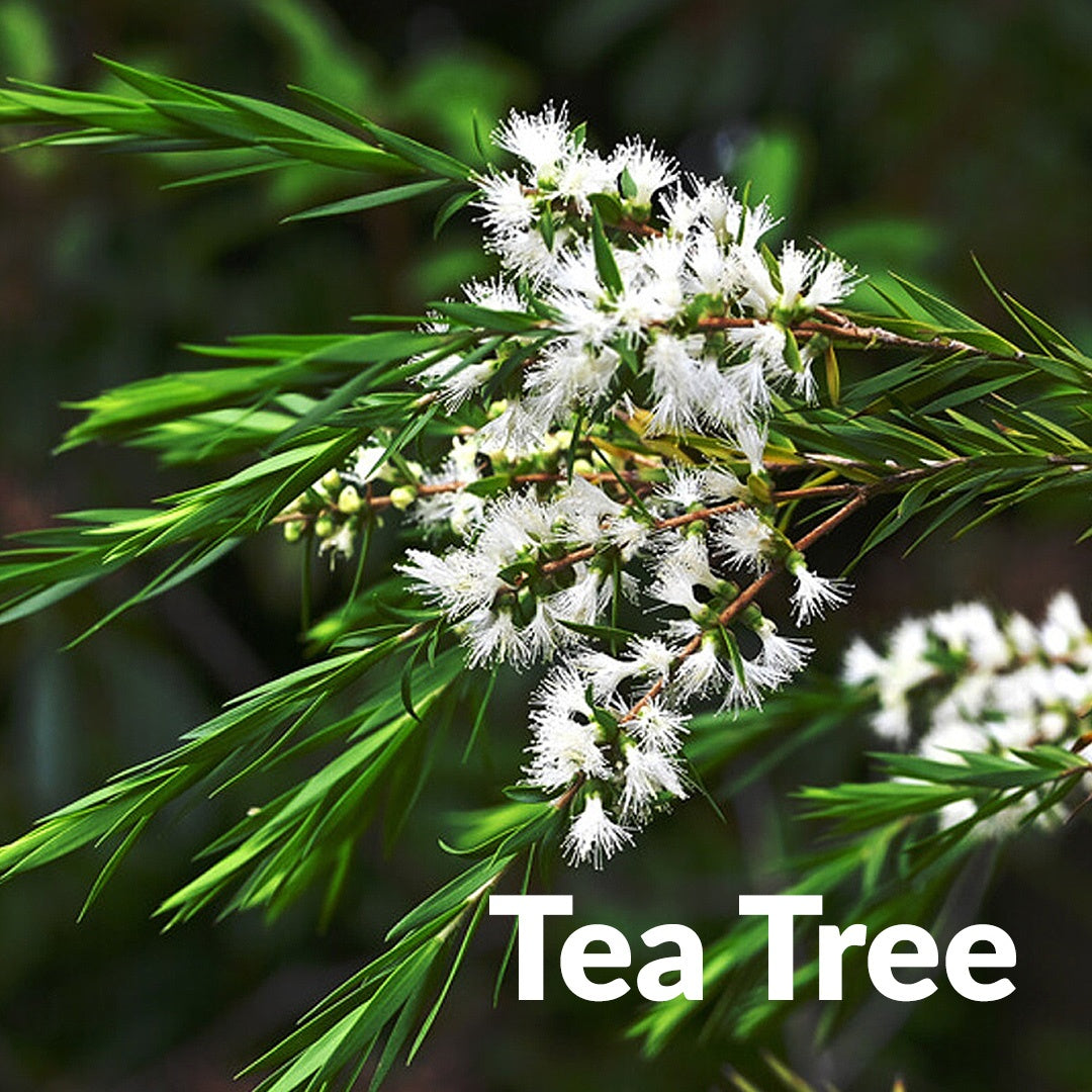 Mikaly Ritual Oils-Tea -Tree