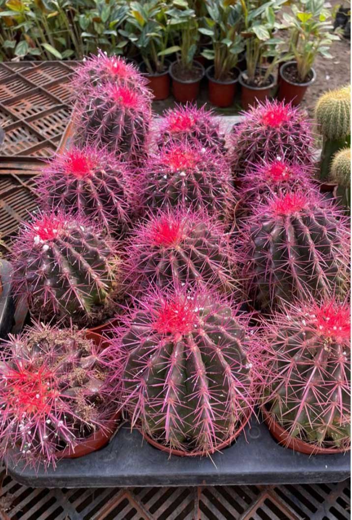Elexir Corporal: Pink Cactus