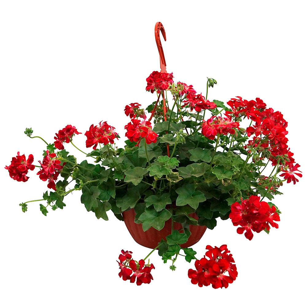 Aceite de geranio