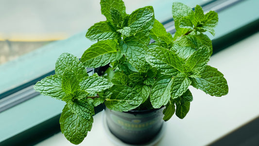 Aceite de Menta