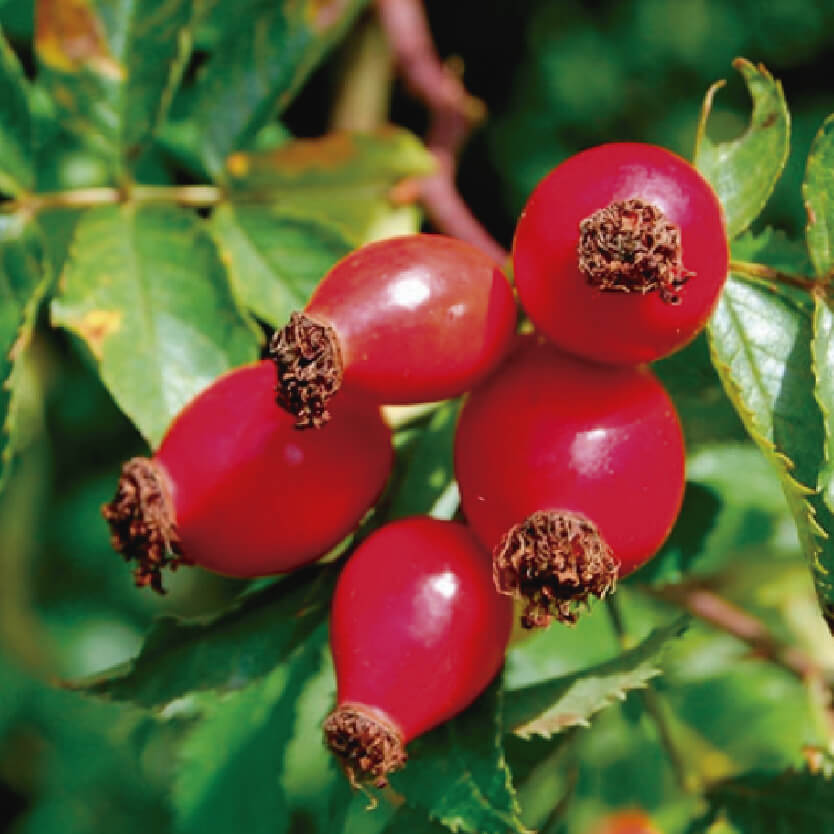 Aceite  de Rosa Mosqueta