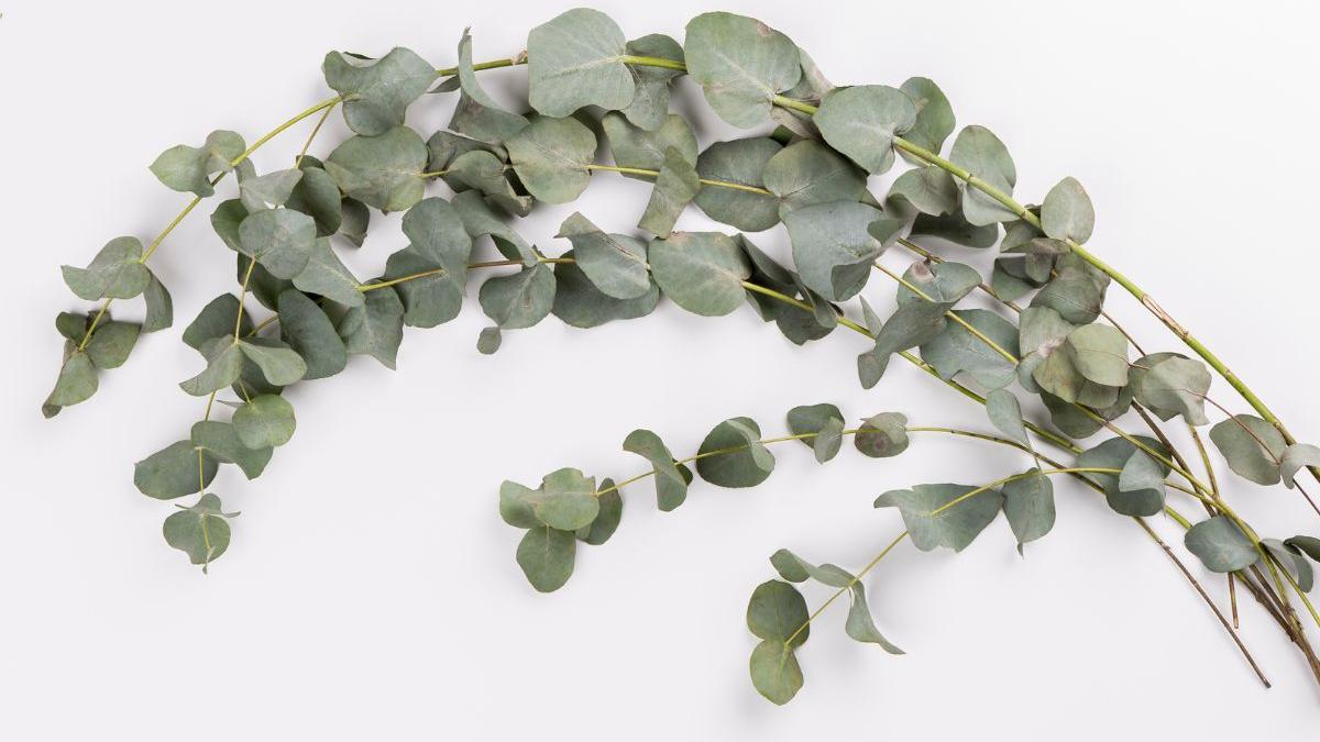 Aceite de Eucalipto