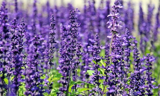 Shower Gel Lavanda