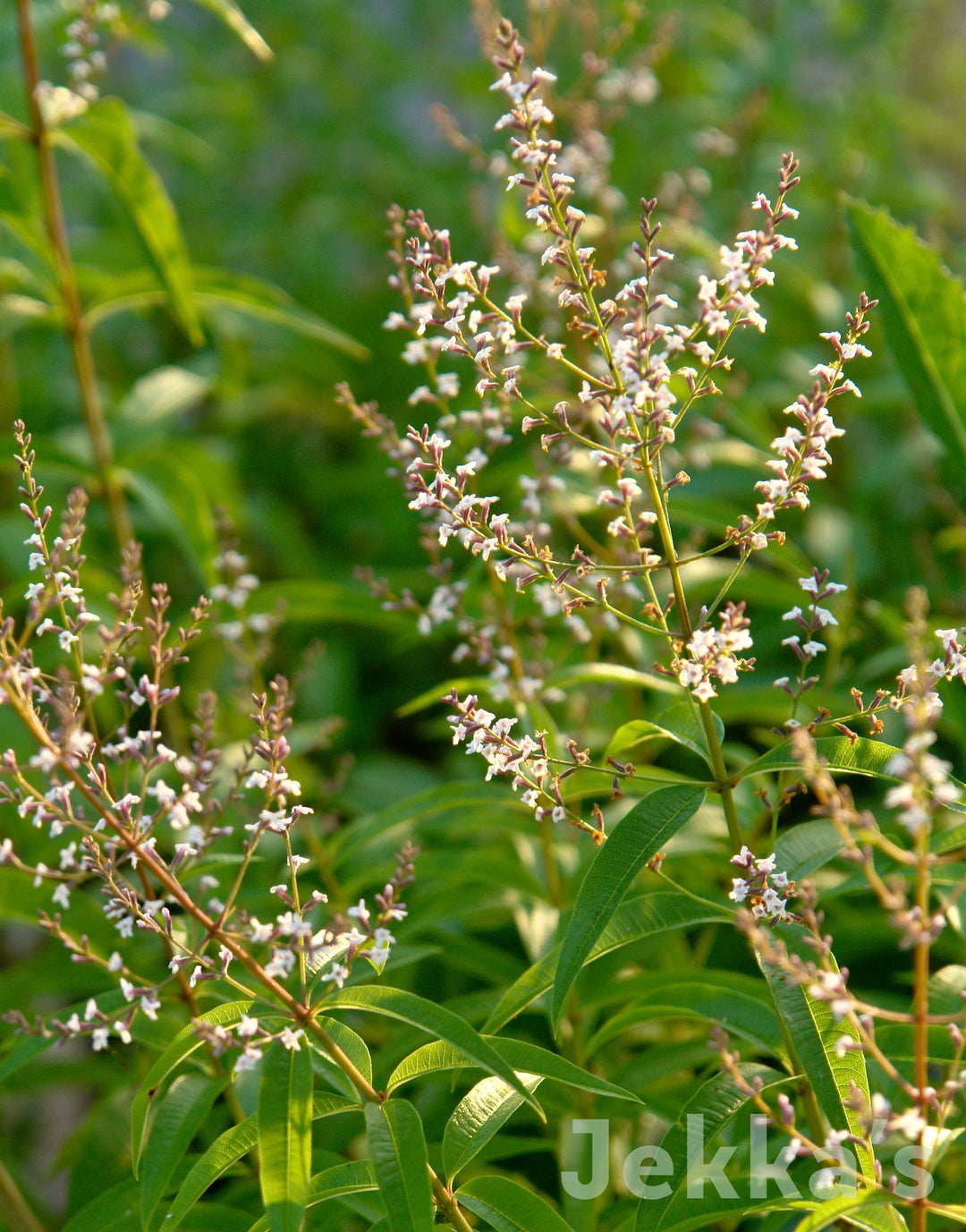 Mikaly Room Spray Lime- Verbena