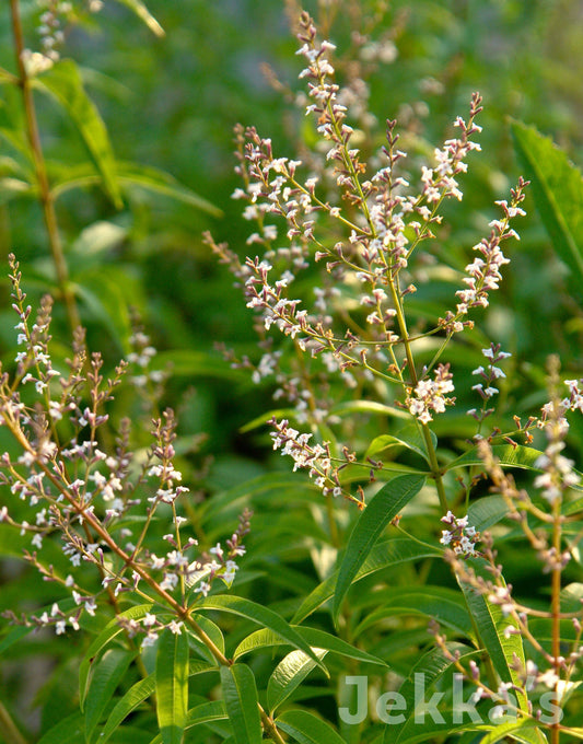 Mikaly Room Spray Lime- Verbena