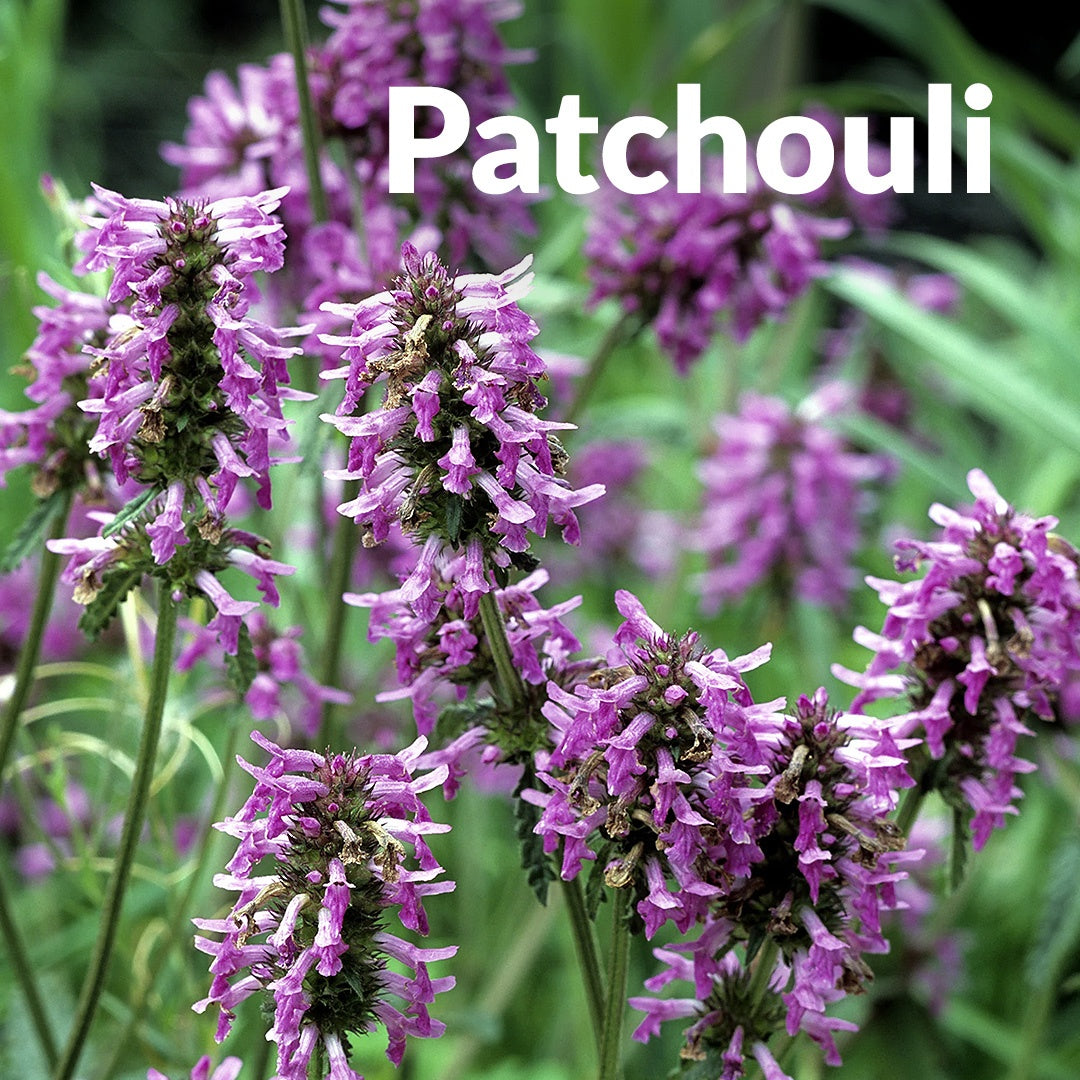 Mikaly Ritual Oils- Pachuli