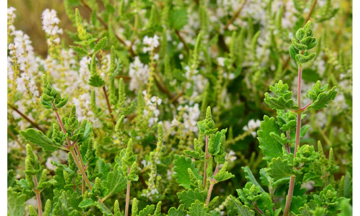 Mikaly Ritual Oils-Mirra