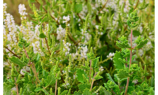 Mikaly Ritual Oils-Mirra