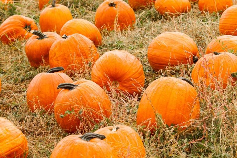 Crema Facial de Calabaza