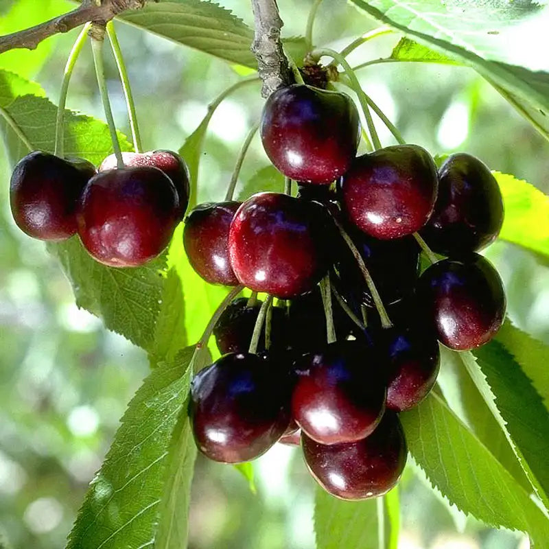 Atmósfera en Gotas:  Blackcherry