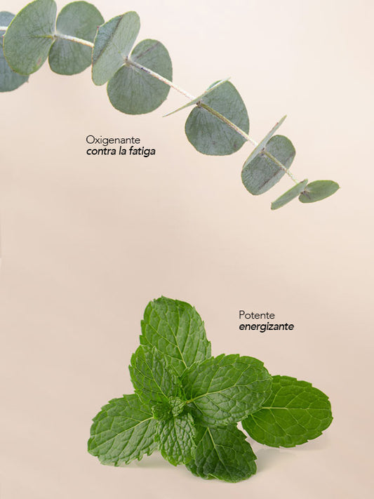 Mikaly Reed Difuser: Eucalipto- Menta