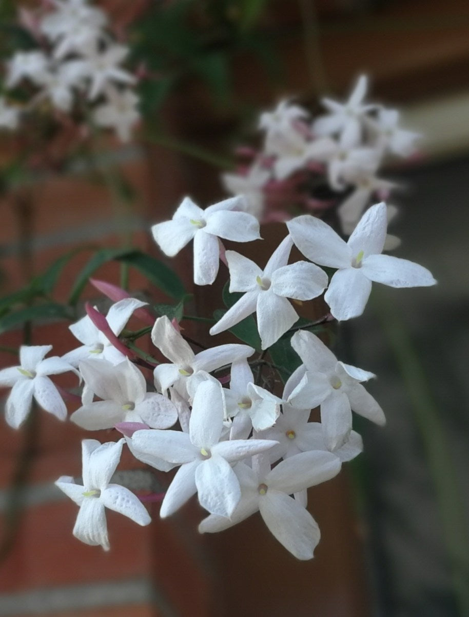 Bolsa de pétalos de rosa, jazmín o caléndula para pedicuras