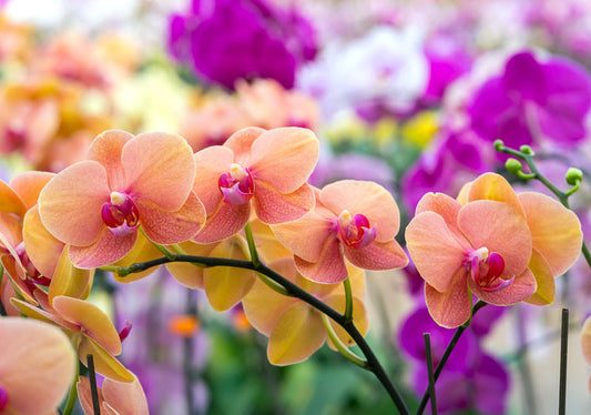 Mikaly Bruma Corporal: Orquídea
