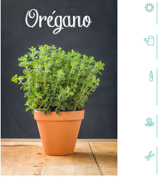 Mikaly Ritual Oils- Orégano